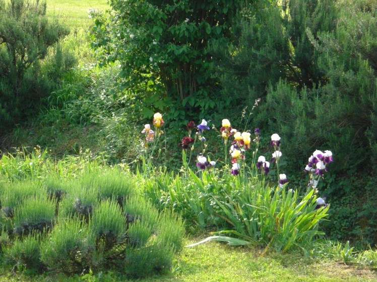 ancient iris and lavender